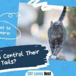 Can Cats Control Their Tails