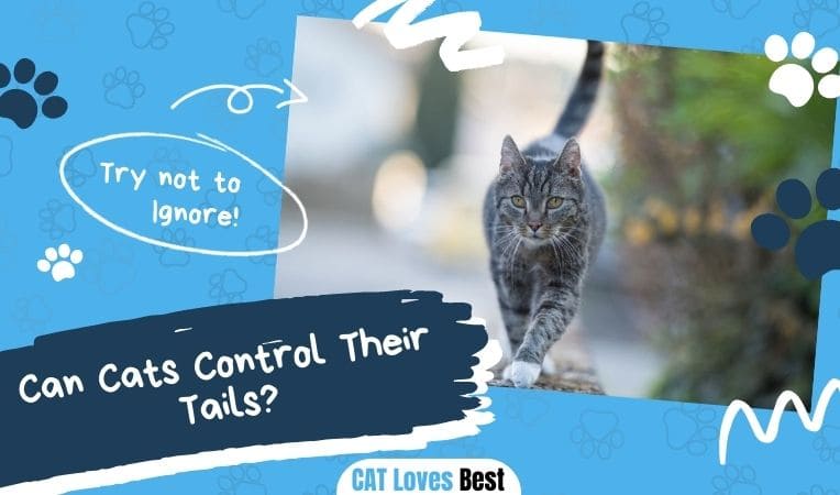 Can Cats Control Their Tails