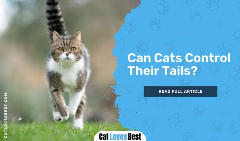 Can Cats Control Their Tails