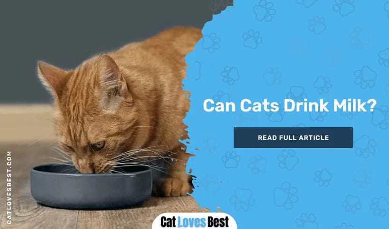 Can Cats Drink Milk