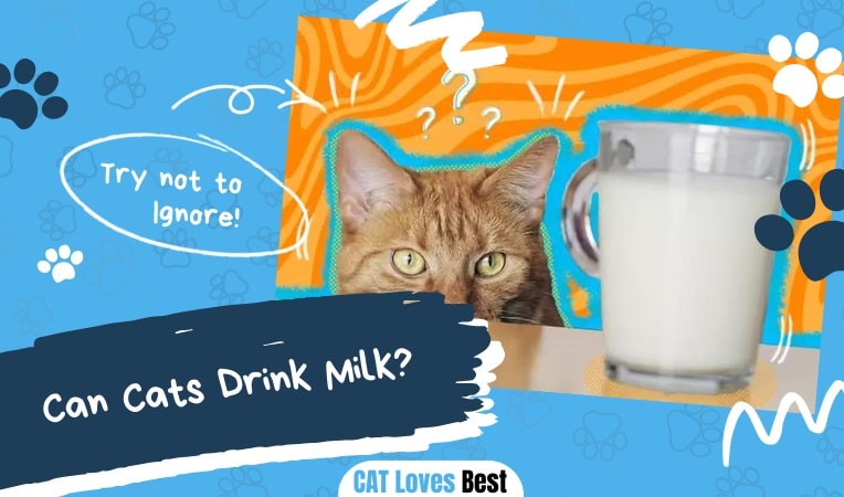 Can Cats Drink Milk