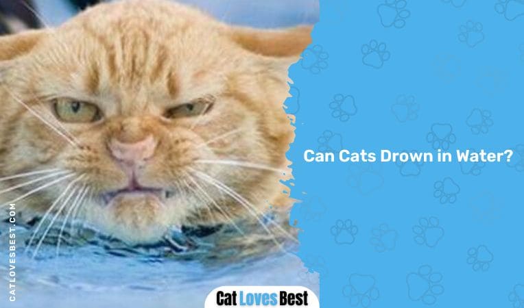 Can Cats Drown in Water