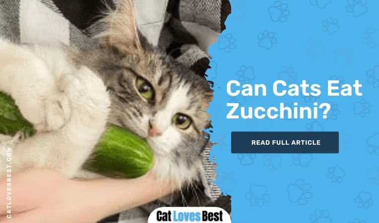 Can Cats Eat Zucchini