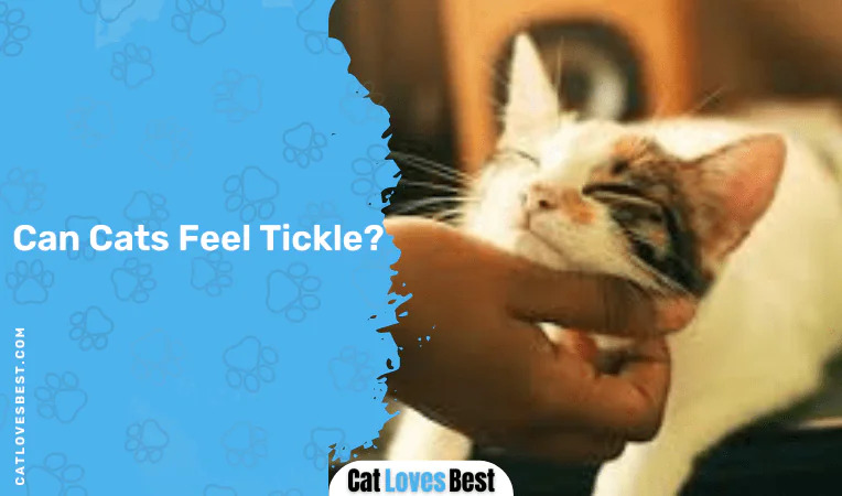 Can Cats Feel Tickle