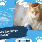 Can Cats Recognize Faces