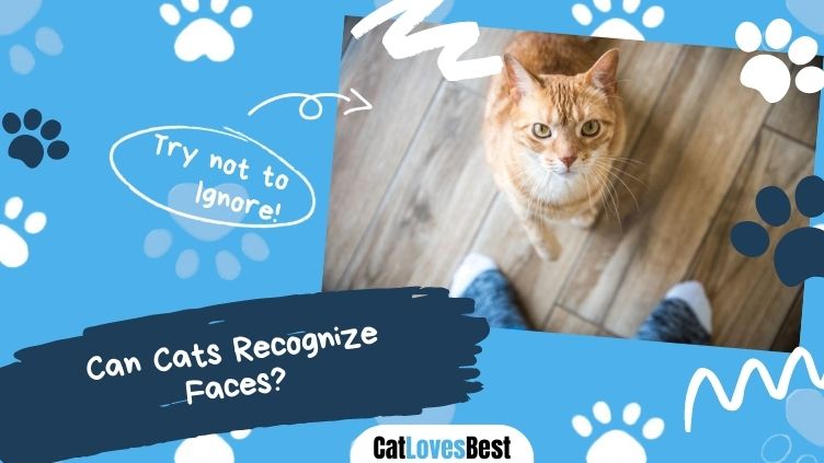 Can Cats Recognize Faces