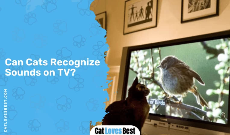 Can Cats Recognize Sounds on TV