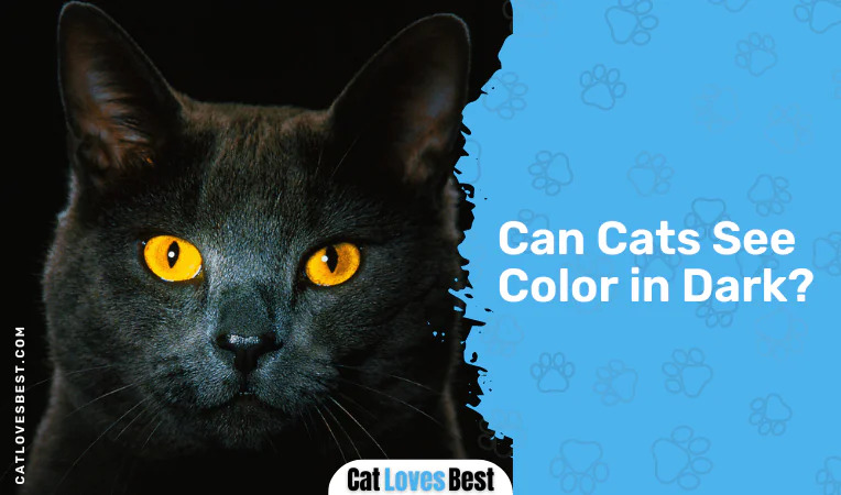 Can Cats See Color in Dark