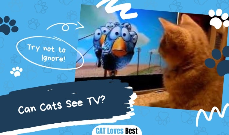 Can Cats See TV