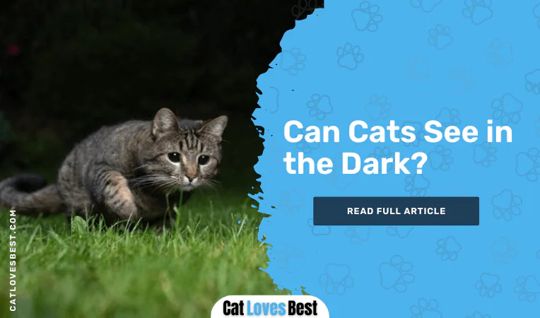 Can Cats See in the Dark