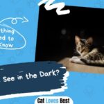 Can Cats See in the Dark