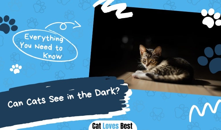 Can Cats See in the Dark