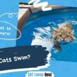 Can Cats Swim