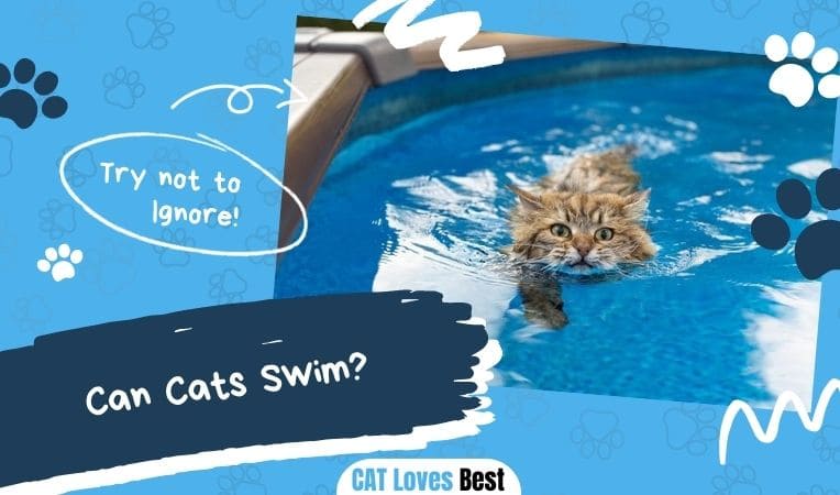 Can Cats Swim