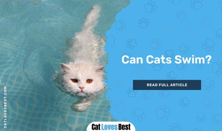 Can Cats Swim