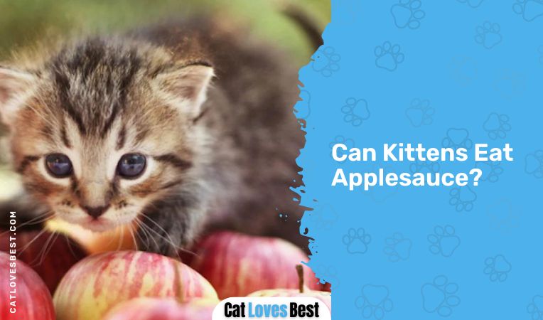 Can Kittens Eat Applesauce