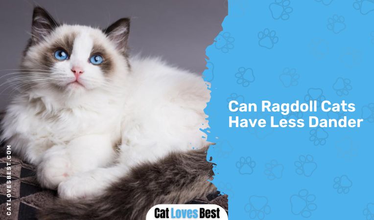 Can Ragdoll Cats Have Less Dander