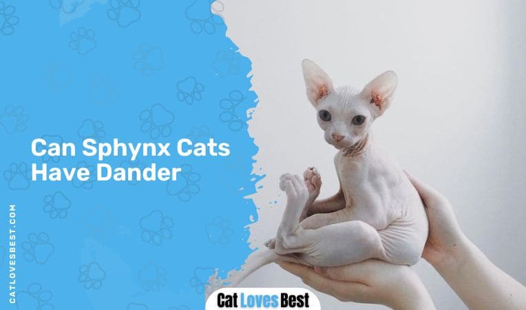 Can Sphynx Cats Have Dander