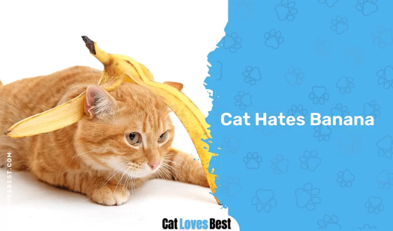 Cat Hates Banana