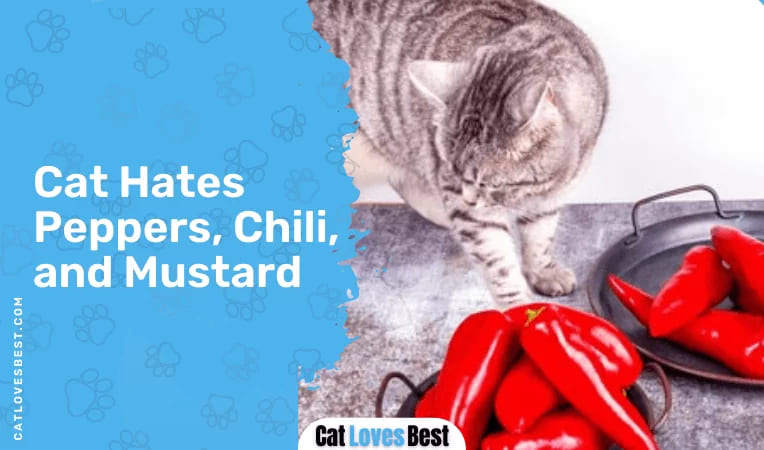 Cat Hates Peppers, Chili, and Mustard