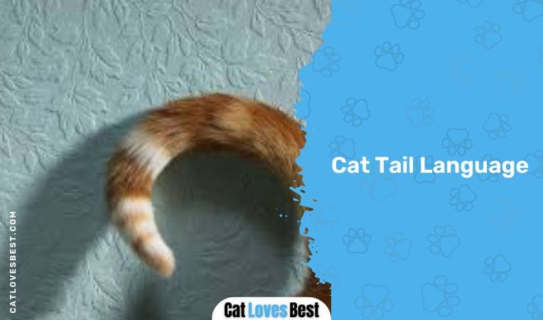 Cat Tail Language