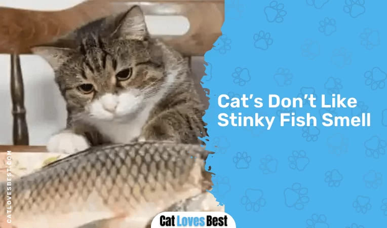 Cat’s Don’t Like Stinky Fish Smell
