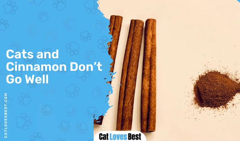 Cats and Cinnamon Don’t Go Well