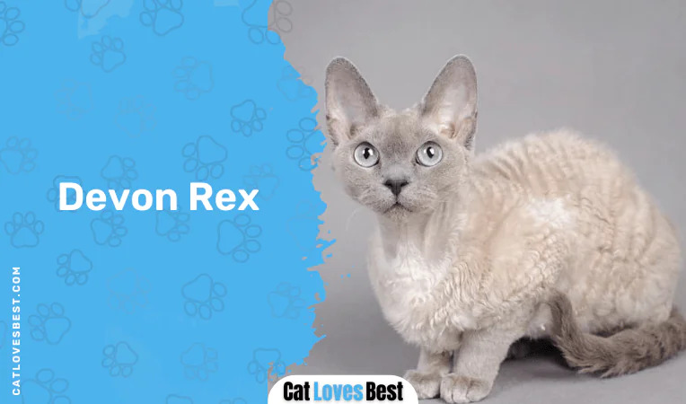 Devon Rex