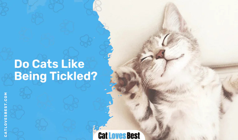 Do Cats Like Being Tickled
