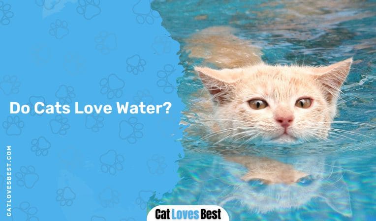 Do Cats Love Water