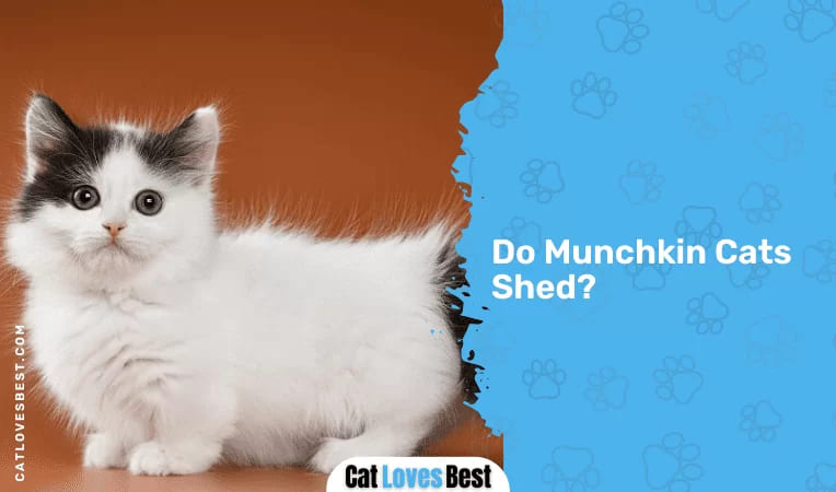 Do Munchkin Cats Shed