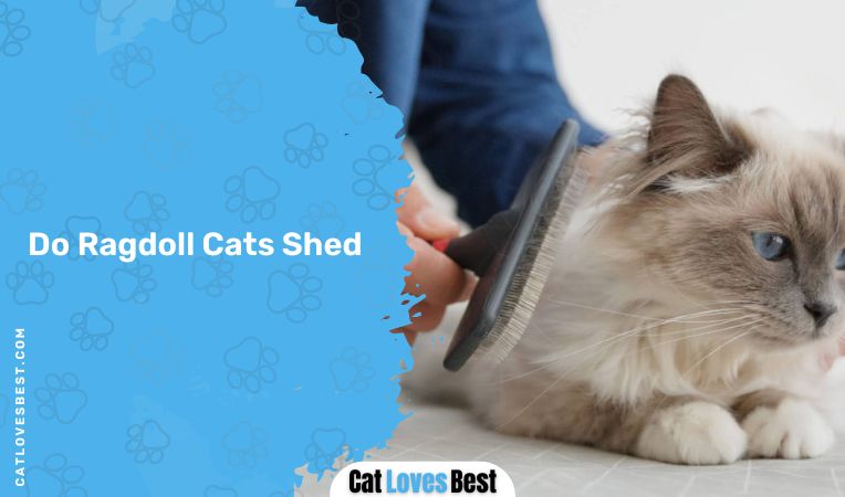 Do Ragdoll Cats Shed