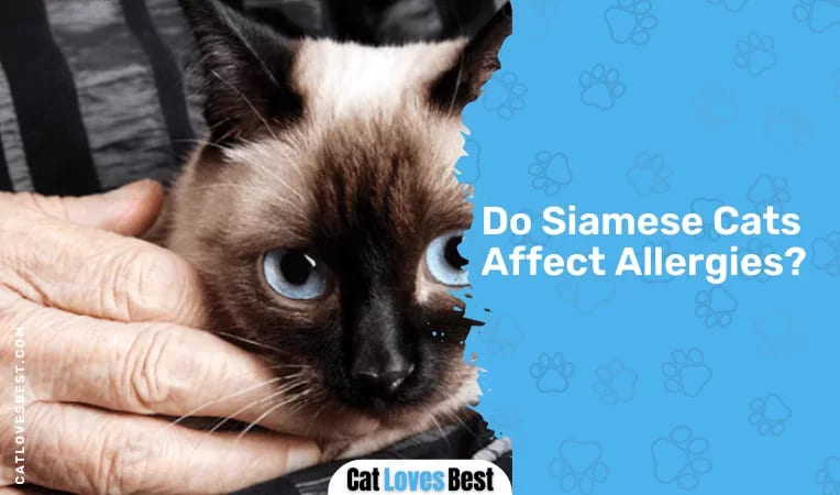 Do Siamese Cats Affect Allergies