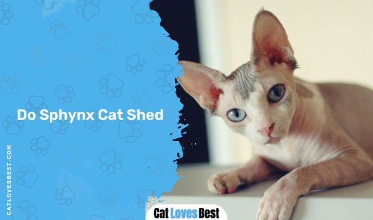 Do Sphynx Cat Shed