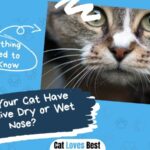 Does Your Cat Have Excessive Dry or Wet Nose