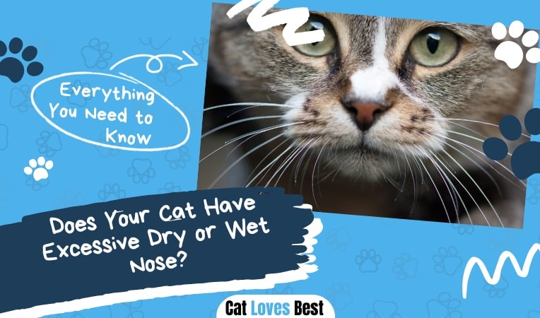 Does Your Cat Have Excessive Dry or Wet Nose