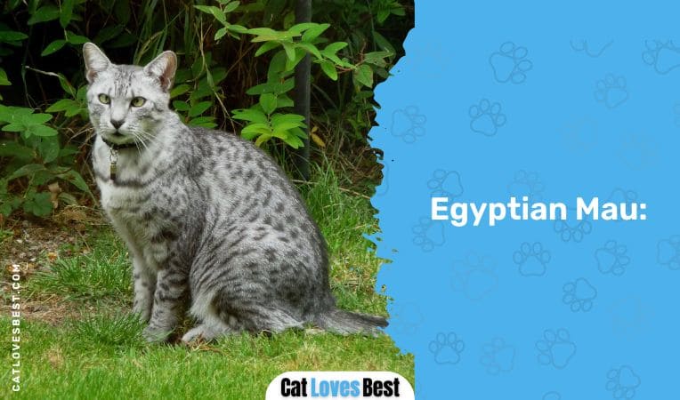 Egyptian Mau