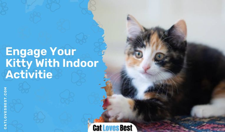 Engage Your Kitty With Indoor Activities