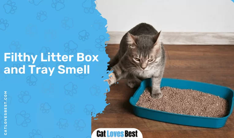  Filthy Litter Box and Tray Smell