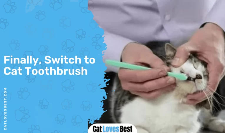 Finally, Switch to Cat Toothbrush