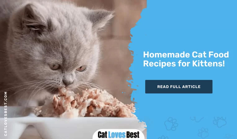 Homemade Cat Food Recipes for Kittens