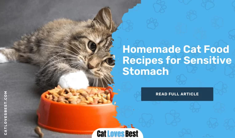 Homemade Cat Food for Sensitive Stomach - Easy to Digest