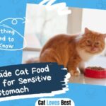 Homemade Cat Food Recipes for Sensitive Stomach