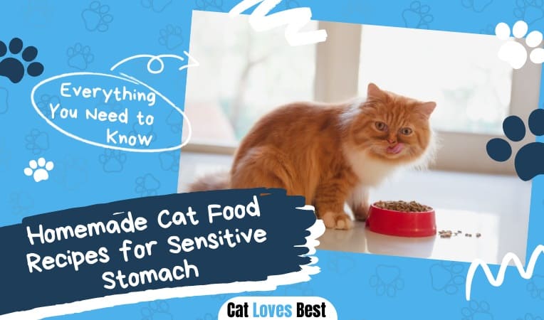Homemade Cat Food Recipes for Sensitive Stomach