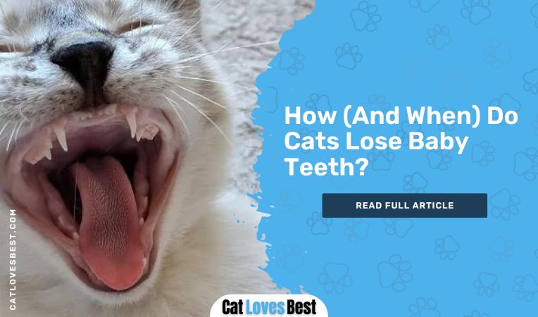 How (And When) Do Cats Lose Baby Teeth