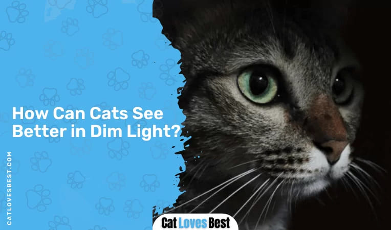 How Can Cats See Better in Dim Light