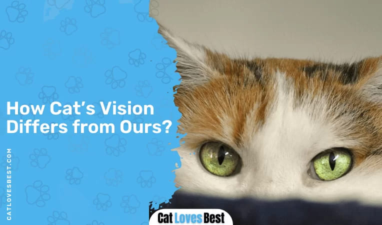 How Cat's Vision Differs from Ours