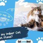 How Did My Indoor Cat Get Fleas