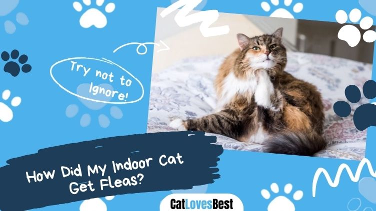 How Did My Indoor Cat Get Fleas