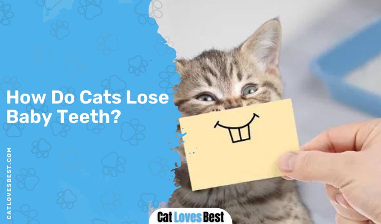 How Do Cats Lose Baby Teeth